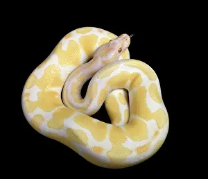 Regius: Royal / Ball Python - Albino mutation