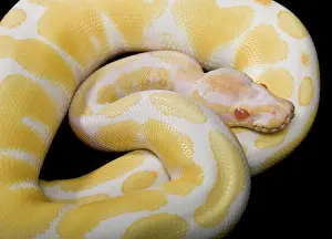 Regius: Royal / Ball Python - Albino mutation