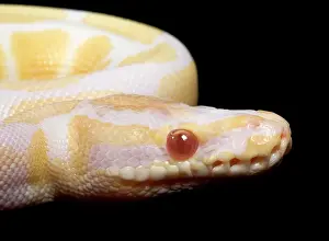Regius: Royal / Ball Python - Albino mutation
