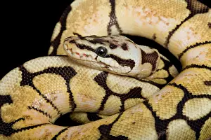 Regius: Royal / Ball Python - Pastel Bumblebee' mutation