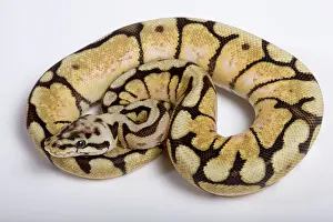 Regius: Royal / Ball Python - Pastel Bumblebee' mutation
