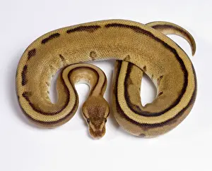 Regius: Royal / Ball Python - Pastel Stripe' mutation