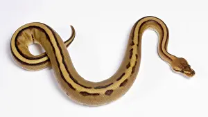 Regius: Royal / Ball Python - Pastel Stripe' mutation