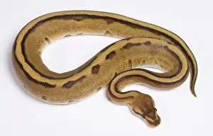 Regius: Royal / Ball Python - Pastel Stripe' mutation