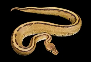 Regius: Royal / Ball Python - Pastel Stripe' mutation