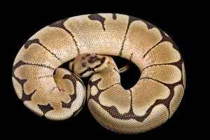 Regius: Royal / Ball Python - Spider' Pastel mutation