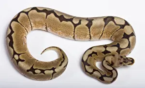 Regius: Royal / Ball Python - Spider' Pastel mutation