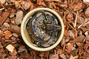 Regius: Royal / Ball Python - in water container
