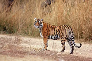 Track: Royal Bengal / Indian Tiger