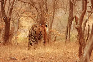 Backview: Royal Bengal / Indian Tiger - backview walking into forest