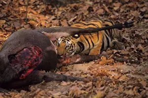 Nilgai: Royal Bengal / Indian Tiger at a Blue bull kill