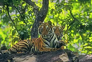 Brothers: Royal Bengal / Indian Tiger (brothers) - on the hill-top