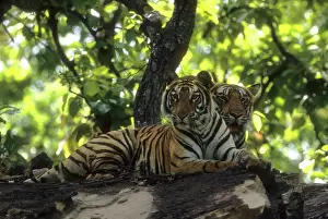 Brothers: Royal Bengal / Indian Tiger - Two brothers lying