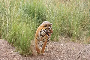 Flehmen: Royal Bengal / Indian Tiger catching scent