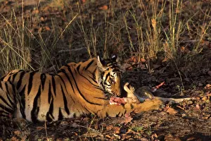 Chital: Royal Bengal / Indian Tiger at a Chital fawn kill