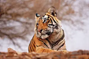 Expresssions: Royal Bengal / Indian Tiger - a close up