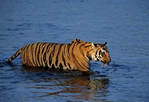 Ramganga: Royal Bengal / Indian Tiger - crossing the river Ramganga