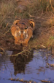 Crouching: Royal Bengal / Indian Tiger crouching at the waterhole