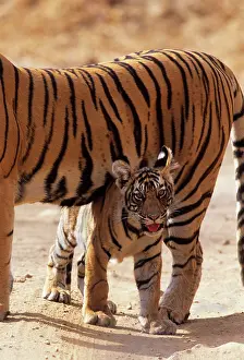 Tigresses: Royal Bengal / Indian Tiger - cub under shadow