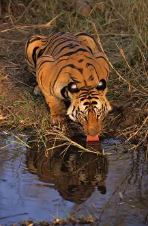 Crouching: Royal Bengal / Indian Tiger drinking at the waterhole