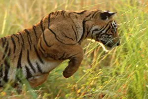 Pouncing: Royal Bengal / Indian Tiger hunting