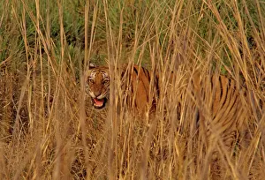 Tigresses: Royal Bengal / Indian Tiger - an injured tigress snarling