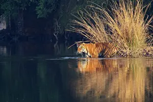 Rajbagh: Royal Bengal / Indian Tiger in the Lake Rajbagh