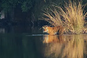 Rajbagh: Royal Bengal / Indian Tiger in the lake Rajbagh