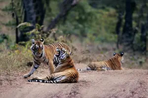 Tigresses: Royal Bengal / Indian Tiger - mother with grown up cubs