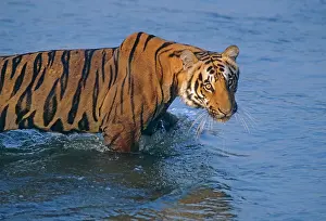 Ramganga: Royal Bengal / Indian Tiger - moving in the river Ramganga