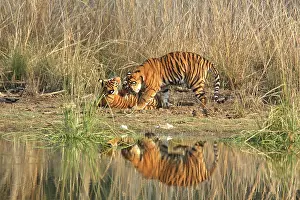 Rajbagh: Royal Bengal / Indian Tiger playing at the Rajbagh