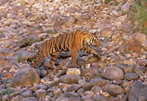 Ramganga: Royal Bengal / Indian Tiger - on the Ramganga riverbed