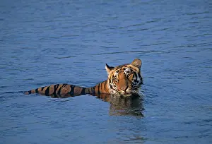 Ramganga: Royal Bengal / Indian Tiger - in the river Ramganga