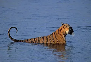 Ramganga: Royal Bengal / Indian Tiger - in the river Ramganga