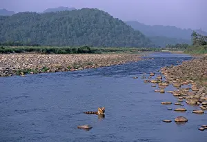 Ramganga: Royal Bengal / Indian Tiger - in the river Ramganga