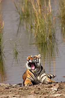 Rajbagh: Royal Bengal / Indian Tiger sitting in the Rajbagh Lake