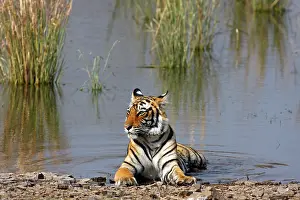 Rajbagh: Royal Bengal / Indian Tiger sitting in the Rajbagh Lake