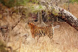 Urinating: Royal Bengal / Indian Tiger spray marking