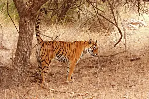 Urinating: Royal Bengal / Indian Tiger spray-marking the territory