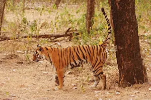 Urinating: Royal Bengal / Indian Tiger spray-marking the territory