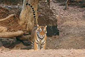 Urinating: Royal Bengal / Indian Tiger spray-marking on the tree