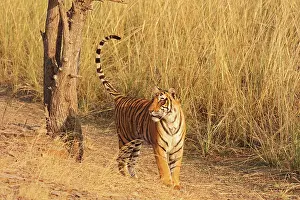 Urinating: Royal Bengal / Indian Tiger after spray-marking the tree