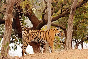 Urinating: Royal Bengal / Indian Tiger - spray-marking tree
