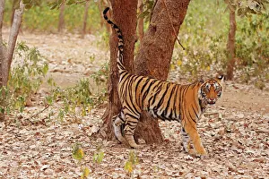 Urinating: Royal Bengal / Indian Tiger spray-marking the tree