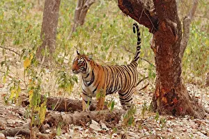 Urinating: Royal Bengal / Indian Tiger spray-marking the tree