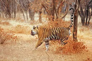 Urinating: Royal Bengal / Indian Tiger spray-marking the tree