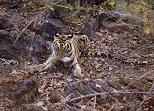 Chital: Royal Bengal / Indian Tiger suffocating Chital fawn