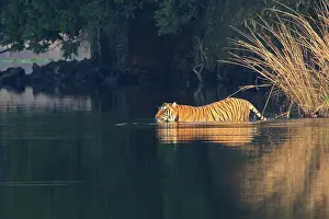 Rajbagh: Royal Bengal / Indian Tiger swimming in the lake Rajbagh