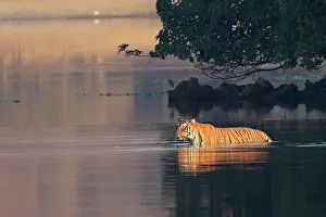 Rajbagh: Royal Bengal / Indian Tiger swimming in the lake Rajbagh