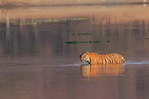 Rajbagh: Royal Bengal / Indian Tiger swimming in the Lake Rajbagh
